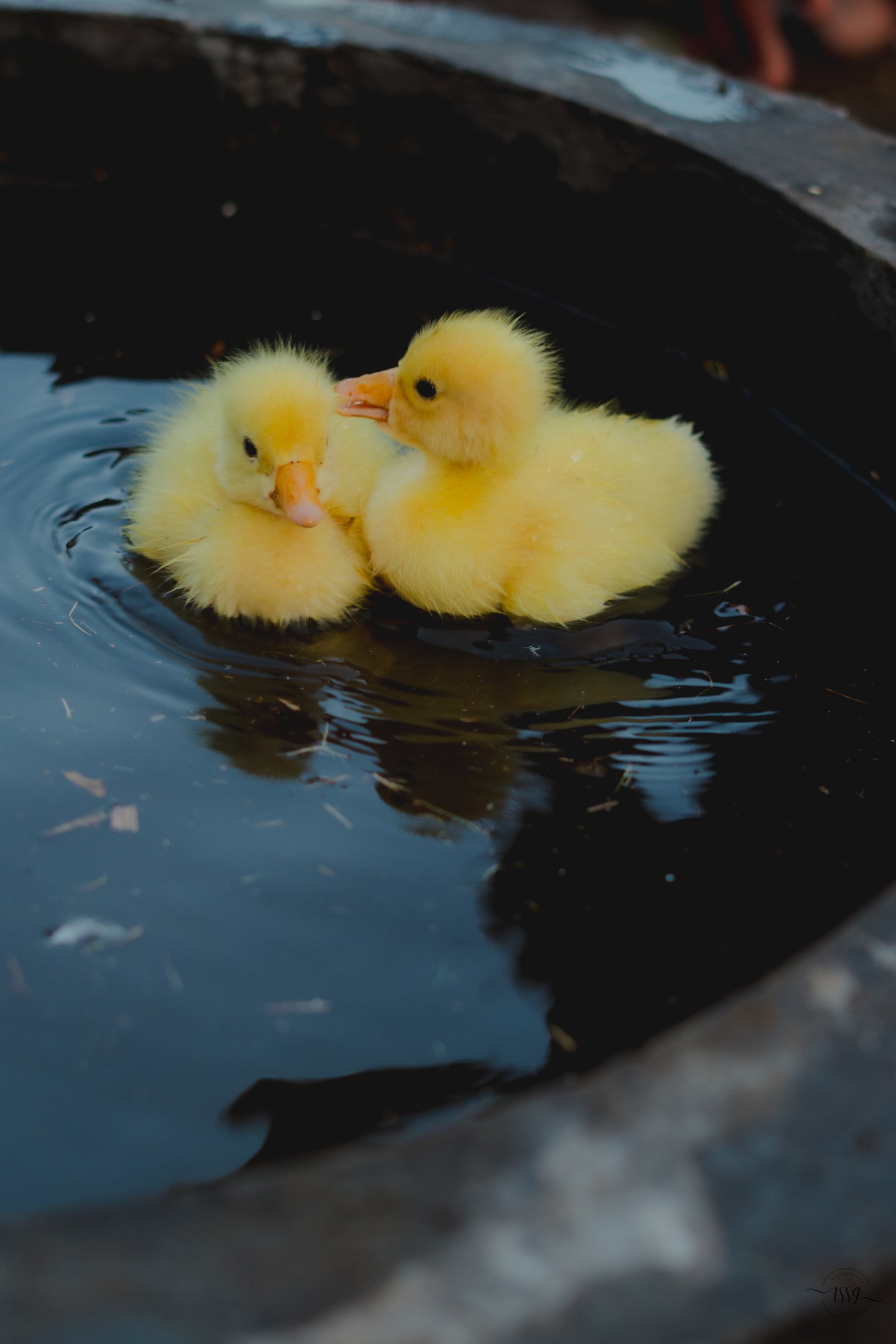 Wintry Mountain Landscape